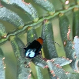 Adoxia benallae at Pialligo, ACT - 14 Jan 2024 10:52 AM