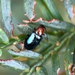 Adoxia benallae at Pialligo, ACT - 14 Jan 2024 10:52 AM