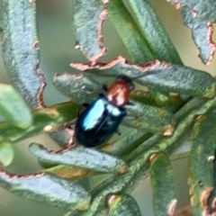 Adoxia benallae at Pialligo, ACT - 14 Jan 2024 10:52 AM