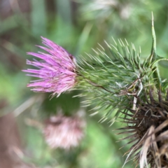 Cirsium vulgare (Spear Thistle) at Pialligo, ACT - 13 Jan 2024 by Hejor1