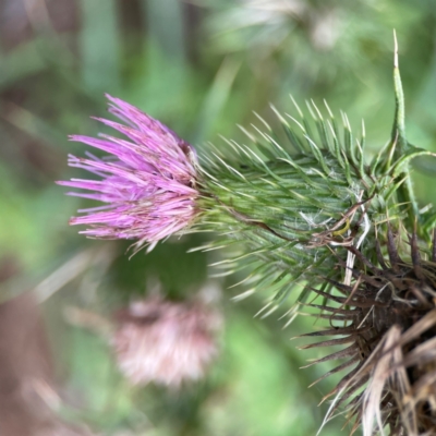 Cirsium vulgare (Spear Thistle) at Pialligo, ACT - 14 Jan 2024 by Hejor1