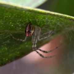 Theridion pyramidale (Tangle-web spider) at QPRC LGA - 14 Jan 2024 by Hejor1