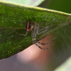 Theridion pyramidale at QPRC LGA - 14 Jan 2024