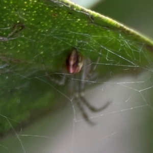 Theridion pyramidale at QPRC LGA - 14 Jan 2024