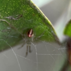 Theridion pyramidale at QPRC LGA - 14 Jan 2024