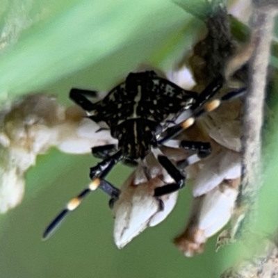 Oncocoris sp. (genus) (A stink bug) at Greenleigh, NSW - 14 Jan 2024 by Hejor1