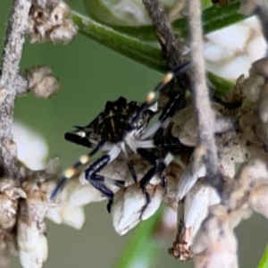 Oncocoris sp. (genus) at QPRC LGA - 14 Jan 2024