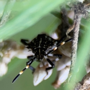 Oncocoris sp. (genus) at QPRC LGA - 14 Jan 2024