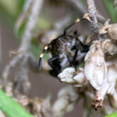 Oncocoris sp. (genus) at QPRC LGA - 14 Jan 2024