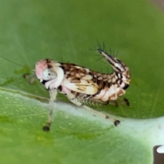 Cicadellidae (family) (Unidentified leafhopper) at Greenleigh, NSW - 14 Jan 2024 by Hejor1