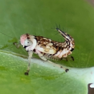 Cicadellidae (family) at QPRC LGA - 14 Jan 2024 01:40 PM