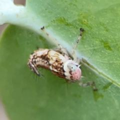 Cicadellidae (family) at QPRC LGA - 14 Jan 2024 01:40 PM