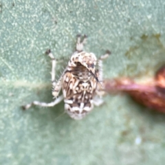 Cicadellidae (family) at QPRC LGA - 14 Jan 2024