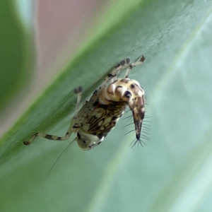 Cicadellidae (family) at QPRC LGA - 14 Jan 2024