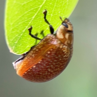 Paropsisterna cloelia (Eucalyptus variegated beetle) at QPRC LGA - 14 Jan 2024 by Hejor1