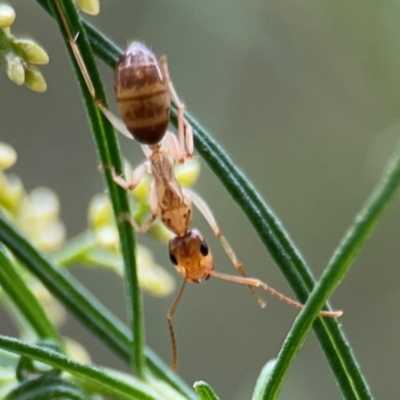 Camponotus claripes (Pale-legged sugar ant) at QPRC LGA - 14 Jan 2024 by Hejor1