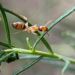 Camponotus claripes at QPRC LGA - 14 Jan 2024