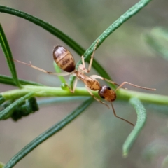 Camponotus claripes at QPRC LGA - 14 Jan 2024