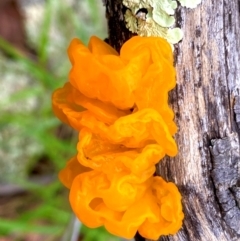 Tremella mesenterica (Witch's Butter or Yellow Brain) at Conder, ACT - 13 Jan 2024 by Shazw