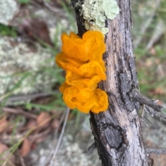 Tremella mesenterica at Tuggeranong Hill - suppressed