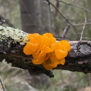 Tremella mesenterica at Tuggeranong Hill - suppressed