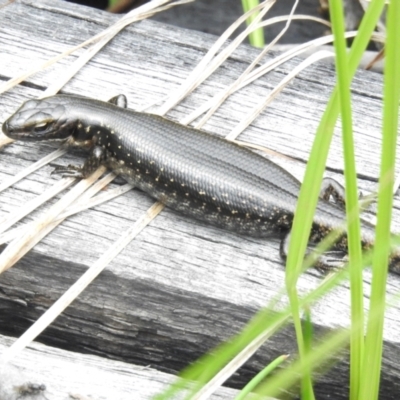 Eulamprus tympanum (Southern Water Skink) at Namadgi National Park - 14 Jan 2024 by JohnBundock