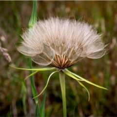 Tragopogon sp. (A Goatsbeard) at Latham, ACT - 14 Jan 2024 by Margo