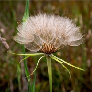 Tragopogon sp. at Umbagong District Park - 14 Jan 2024