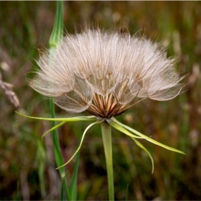 Tragopogon sp. (A Goatsbeard) at Latham, ACT - 14 Jan 2024 by Margo