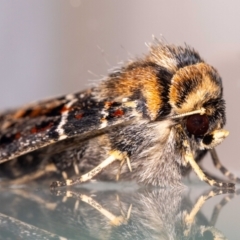 Proteuxoa sanguinipuncta (Blood-spotted Noctuid) at Jerrabomberra, NSW - 10 Jan 2024 by MarkT