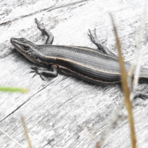 Pseudemoia spenceri at Namadgi National Park - 14 Jan 2024