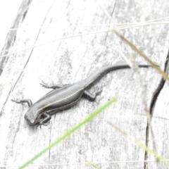 Pseudemoia spenceri at Namadgi National Park - 14 Jan 2024