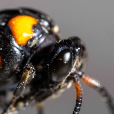Lophyrotoma interrupta (Cattle Poisoning Sawfly) at Jerrabomberra, NSW - 13 Jan 2024 by MarkT