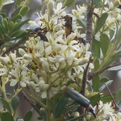 Chauliognathus lugubris (Plague Soldier Beetle) at Tuggeranong Hill - 13 Jan 2024 by MichaelMulvaney