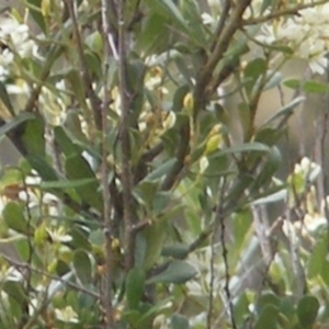 Chauliognathus lugubris at Tuggeranong Hill NR  (TGH) - 13 Jan 2024