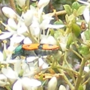 Castiarina scalaris at Tuggeranong Hill NR  (TGH) - 13 Jan 2024