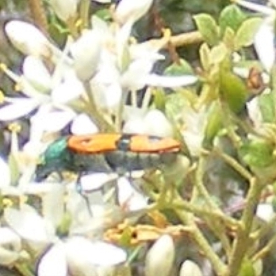 Castiarina scalaris (Scalaris jewel beetle) at Tuggeranong Hill - 13 Jan 2024 by MichaelMulvaney