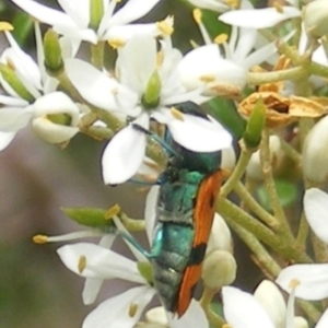 Castiarina scalaris at Tuggeranong Hill NR  (TGH) - 13 Jan 2024 01:42 PM