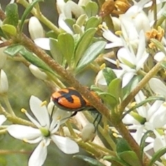 Castiarina scalaris at Tuggeranong Hill NR  (TGH) - 13 Jan 2024