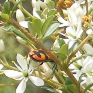 Castiarina scalaris at Tuggeranong Hill NR  (TGH) - 13 Jan 2024 01:42 PM