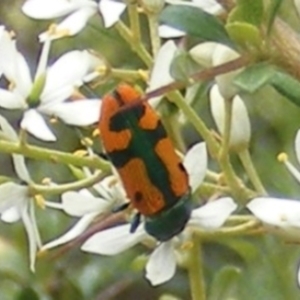 Castiarina scalaris at Tuggeranong Hill NR  (TGH) - 13 Jan 2024 01:42 PM