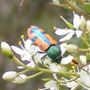 Castiarina scalaris at Tuggeranong Hill NR  (TGH) - 13 Jan 2024 01:42 PM