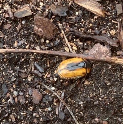 Chondropyga dorsalis (Cowboy beetle) at Florey, ACT - 14 Jan 2024 by JohnSmith