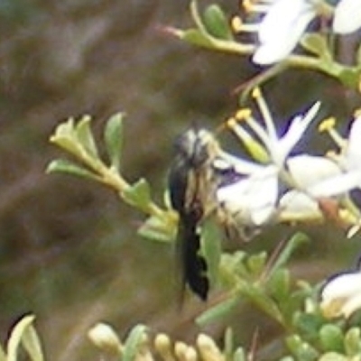 Odontomyia hunteri (Soldier fly) at Tuggeranong Hill NR  (TGH) - 13 Jan 2024 by MichaelMulvaney