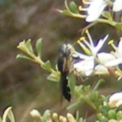 Odontomyia hunteri (Soldier fly) at Tuggeranong Hill - 13 Jan 2024 by MichaelMulvaney