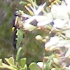 Odontomyia hunteri at Tuggeranong Hill NR  (TGH) - 13 Jan 2024 01:44 PM