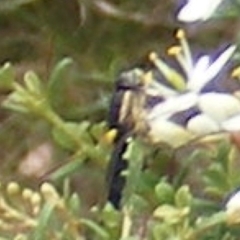 Odontomyia hunteri at Tuggeranong Hill NR  (TGH) - 13 Jan 2024 01:44 PM