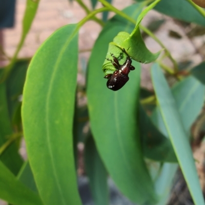 Euops sp. (genus) (A leaf-rolling weevil) at Greenleigh, NSW - 14 Jan 2024 by LyndalT