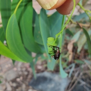 Euops sp. (genus) at QPRC LGA - 14 Jan 2024