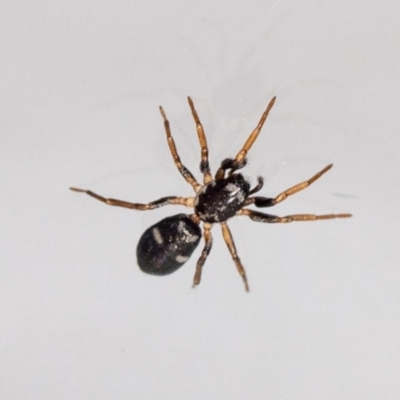 Storena cyanea (Ant-hunter spider) at Jerrabomberra, NSW - 10 Jan 2024 by MarkT
